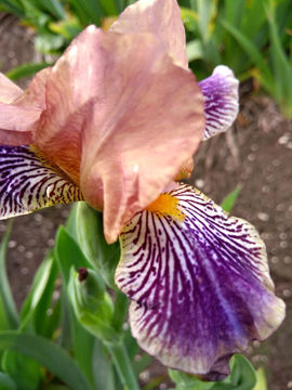 Toon details van Astragale Afbeeldingen van Astragale