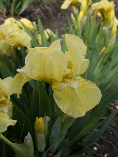 Afbeeldingen van Beryl Green