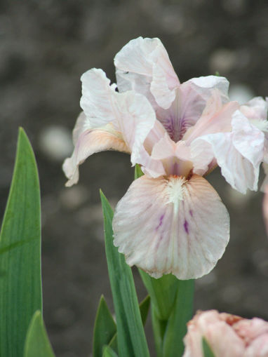 Afbeeldingen van Cherub Tears