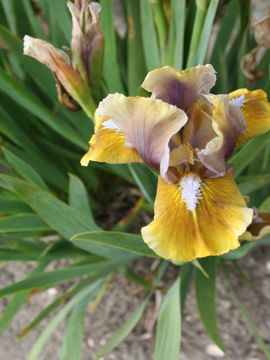 Toon details van Jungle Warrior Afbeeldingen van Jungle Warrior