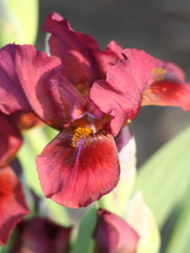 Afbeeldingen van Lady In Red