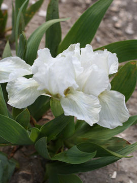 Toon details van Lilli White Afbeeldingen van Lilli White