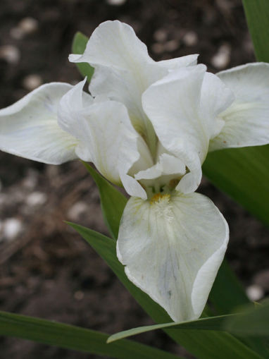 Afbeeldingen van White Gem