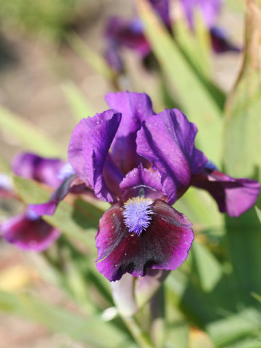 Picture of Plum Plum