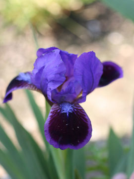 Toon details van Adrienne Taylor Afbeeldingen van Adrienne Taylor