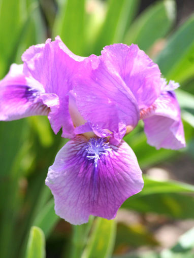 Afbeeldingen van Rose Harmony