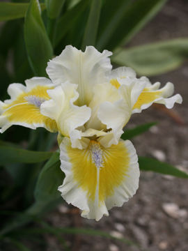 Toon details van Captive Sun Afbeeldingen van Captive Sun