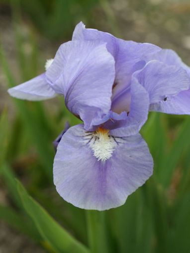 Afbeeldingen van Auge Bleu