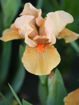 Picture of Autumn Tangerine