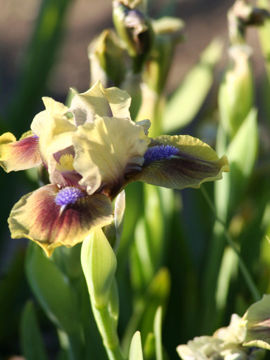 Toon details van Jade Maid Afbeeldingen van Jade Maid