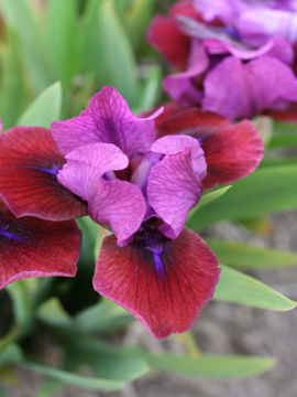 Toon details van Jeweler S Art Afbeeldingen van Jeweler S Art