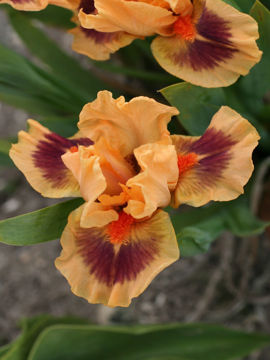 Toon details van Jive Afbeeldingen van Jive