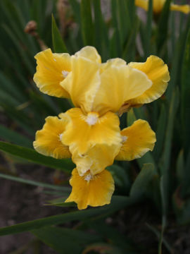 Toon details van Joyful Afbeeldingen van Joyful