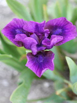 Toon details van Popsicles Afbeeldingen van Popsicles