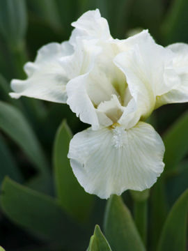 Toon details van Pure Allure Afbeeldingen van Pure Allure