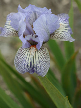 Toon details van Skyray Afbeeldingen van Skyray