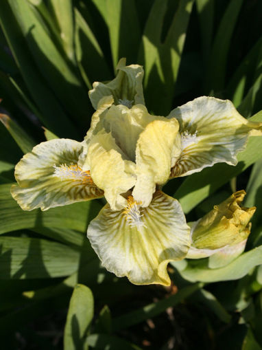 Afbeeldingen van Terra Verde