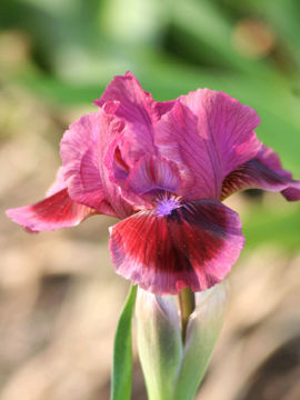 Toon details van Cat S Eye Afbeeldingen van Cat S Eye