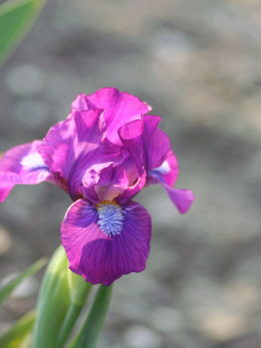 Afbeeldingen van Heather Carpet