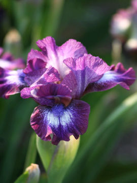 Toon details van Larrikin Afbeeldingen van Larrikin