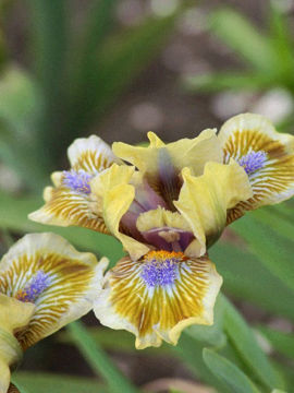 Toon details van Pokemon Afbeeldingen van Pokemon