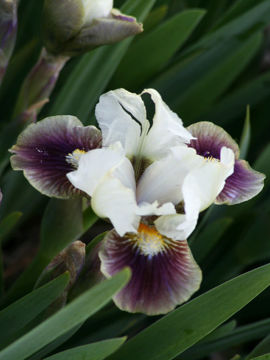 Toon details van Ni Hao Afbeeldingen van Ni Hao