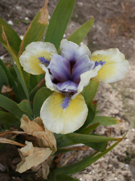 Toon details van Blue Eyed Boy Afbeeldingen van Blue Eyed Boy