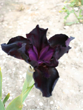 Toon details van Oda Mae Afbeeldingen van Oda Mae