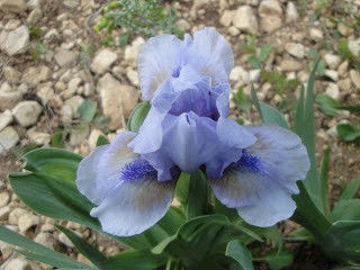 Toon details van Saint Aubin Sur Mer Afbeeldingen van Saint Aubin Sur Mer