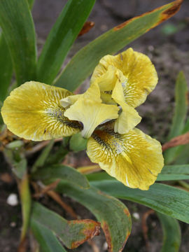 Toon details van Caonach Afbeeldingen van Caonach