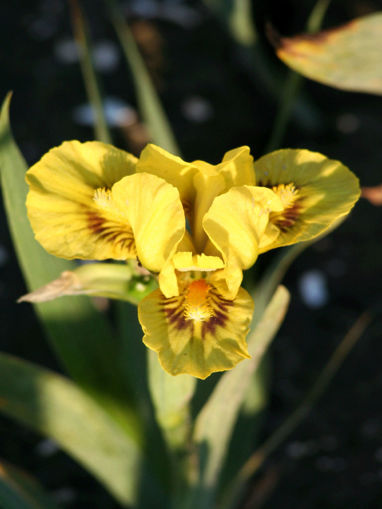 Afbeeldingen van Alpinus Maya