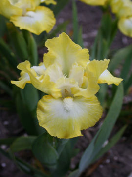 Toon details van Lemon Freeze Afbeeldingen van Lemon Freeze