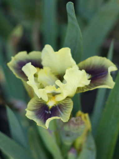 Afbeeldingen van Calamus