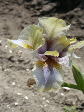 Toon details van Aibell Afbeeldingen van Aibell