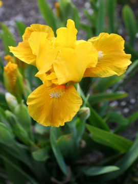 Toon details van Curcuma Afbeeldingen van Curcuma