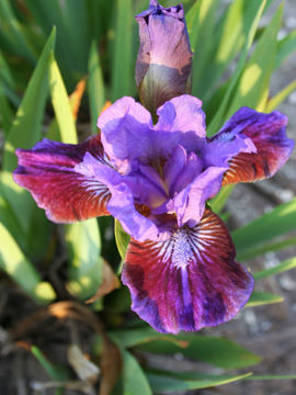 Toon details van Last Warrior Afbeeldingen van Last Warrior