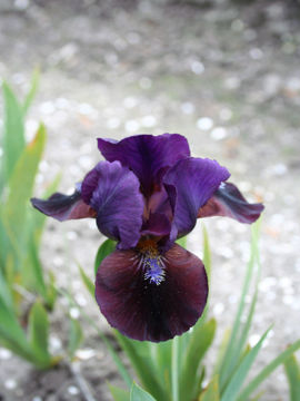 Toon details van Ohé Ohé Afbeeldingen van Ohé Ohé