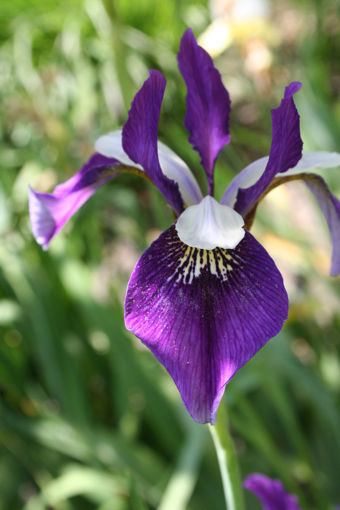 Afbeeldingen van Blaue Wiessen Motte