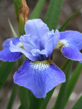 Toon details van Blue Reverie Afbeeldingen van Blue Reverie