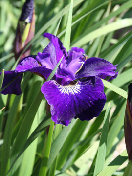 Toon details van Shirley Pope Afbeeldingen van Shirley Pope