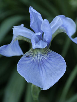 Toon details van Soft Blue Afbeeldingen van Soft Blue