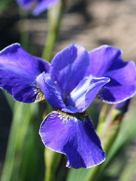 Toon details van Silver Edge Afbeeldingen van Silver Edge