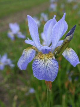 Toon details van Blue King Afbeeldingen van Blue King