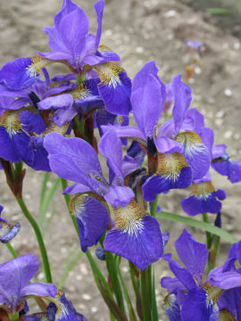 Toon details van Jelle Afbeeldingen van Jelle