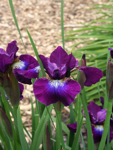 Afbeeldingen van Berlin Purple Wine