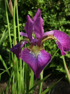 Toon details van Sparkling Rose Afbeeldingen van Sparkling Rose