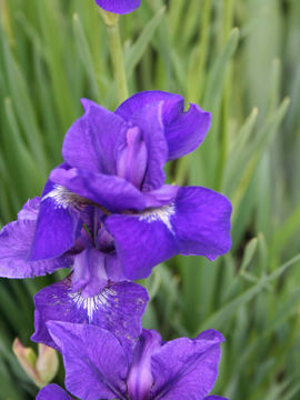 Toon details van Vi Luihn Afbeeldingen van Vi Luihn