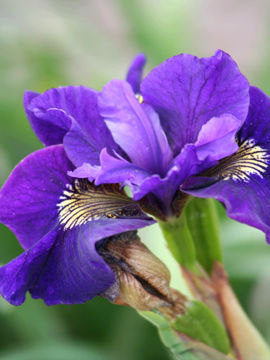 Toon details van Ruffeld Velvet Afbeeldingen van Ruffeld Velvet