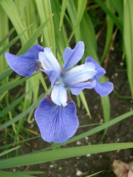 Toon details van Blue Burn Afbeeldingen van Blue Burn