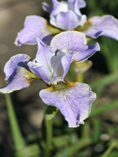 Afbeeldingen van Fourfold Lavender